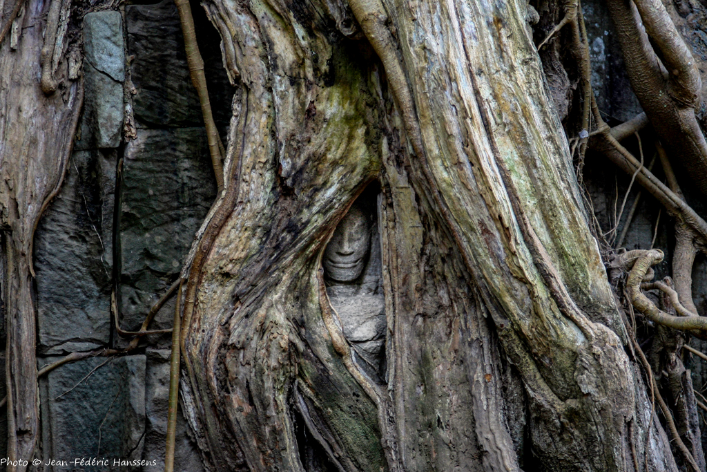 <p>Bouddha envahi par les racines tentaculaires des fromagers à Angkor.</p>