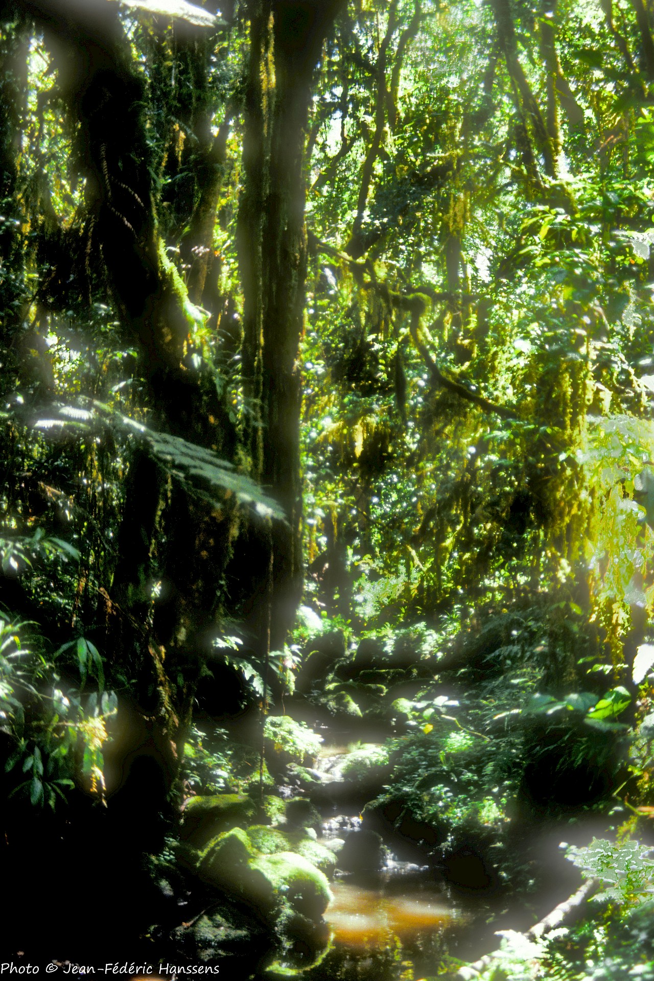 <p><em><strong>La forêt équatoriale humide et chaude (1.800 à 2.800m)</strong></em></p>
